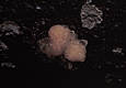 Tremella encephala Pers.:Pers.