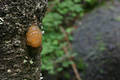 Tremella encephala Pers.:Pers.