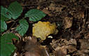 Tremella mesenterica Retz.in Hook.:Fr.