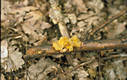 Tremella mesenterica Retz.in Hook.:Fr.