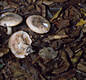 Tricholoma acerbum (Bull.:Fr.)Qul.