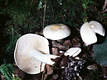 Tricholoma album (Schaeff.:Fr.)Qul.