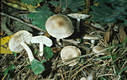 Tricholoma argyraceum (Bull.)Gill.