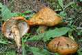 Tricholoma aurantium (Schff.:Fr.)Ricken