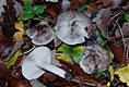 Tricholoma bresadolanum Clm.