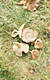 Tricholoma imbricatum (Fr.:Fr.)Kummer