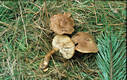 Tricholoma imbricatum (Fr.:Fr.)Kummer