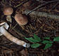 Tricholoma imbricatum (Fr.:Fr.)Kummer