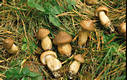 Tricholoma imbricatum (Fr.:Fr.)Kummer