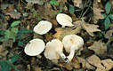 Tricholoma lascivum (Fr.)Gill. (non ss.Ricken)