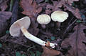 Tricholoma lascivum (Fr.)Gill. (non ss.Ricken)