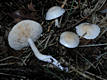 Tricholoma lascivum (Fr.)Gill. (non ss.Ricken)