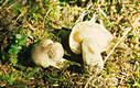 Tricholoma pardalotum Herink & Kotl.