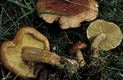 Tricholoma pseudonictitans Bon