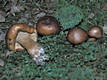 Tricholoma pseudonictitans Bon