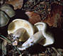 Tricholoma saponaceum (Fr.)Kummer