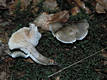 Tricholoma saponaceum (Fr.)Kummer