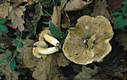 Tricholoma sejunctum (Sow.:Fr.)Qul.