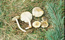 Tricholoma sejunctum (Sow.:Fr.)Qul.