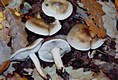 Tricholoma sudum (Fr.)Qul.