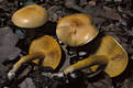 Tricholoma sulphureum (Bull.:Fr.)Kummer