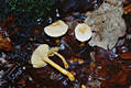 Tricholoma sulphureum (Bull.:Fr.)Kummer