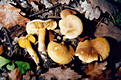 Tricholoma sulphureum (Bull.:Fr.)Kummer