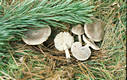 Tricholoma terreum (Schaeff.:Fr.)Kummer