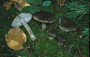 Tricholoma terreum (Schaeff.:Fr.)Kummer