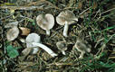 Tricholoma terreum (Schaeff.:Fr.)Kummer