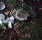 Tricholoma terreum (Schaeff.:Fr.)Kummer