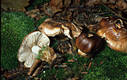 Tricholoma ustale (Fr.:Fr.)Kummer