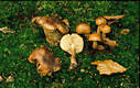 Tricholoma ustale (Fr.:Fr.)Kummer