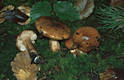 Tricholoma ustale (Fr.:Fr.)Kummer