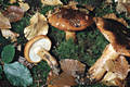 Tricholoma ustaloides Romagn.