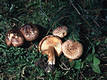 Tricholoma vaccinum (Pers.:Fr.)Kummer