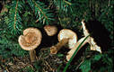 Tricholoma vaccinum (Pers.:Fr.)Kummer