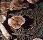 Tricholoma vaccinum (Pers.:Fr.)Kummer