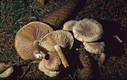 Tricholoma vaccinum (Pers.:Fr.)Kummer