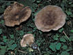 Tricholoma vaccinum (Pers.:Fr.)Kummer