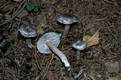 Tricholoma virgatum (Fr.:Fr.)Kummer