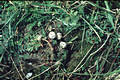 Tulostoma brumale Pers.:Pers.