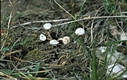 Tulostoma brumale Pers.:Pers.