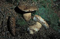 Tylopilus felleus (Bull.:Fr.)Karst.