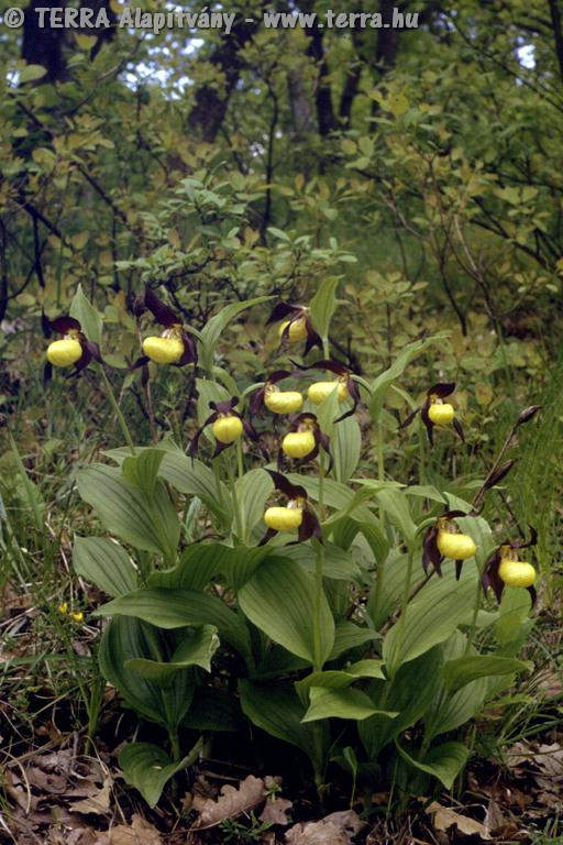 TERRA Alapítvány - Cypripedium calceolus L. - Boldogasszony papucsa