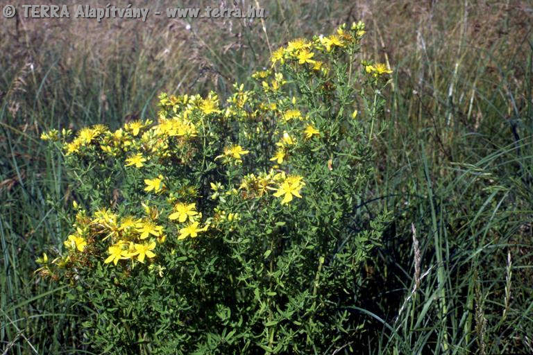 TERRA Alapítvány - Hypericum perforatum L. - Közönséges orbáncfű