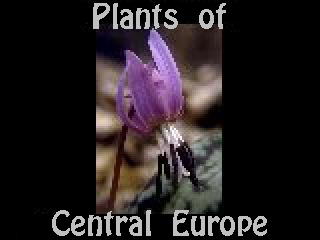 Plants of Central Europe